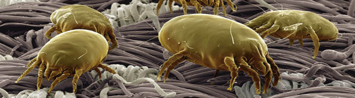Allergie voor huisstofmijt