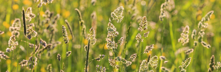 allergie voor pollen.